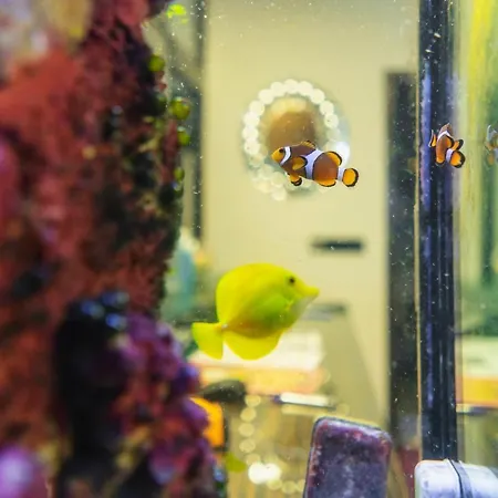 Astory 酒店 比尔森